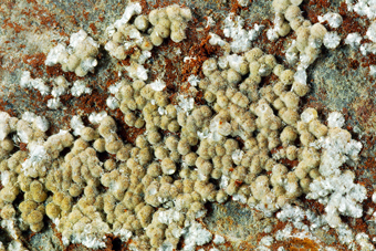 Alumohydrocalcite - Mas Dieu, Mercoirol, Languedoc-Roussillon, France