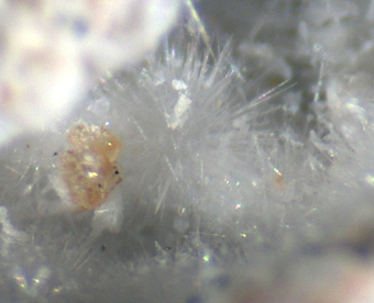 Moraesite (TL) - Sapucaia mine, Galil�ia, Minas Gerais, Brazil