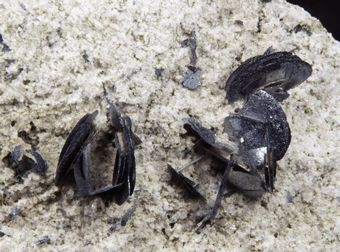 Hematite - Central St Gotthard Massif, Tessin, Switzerland