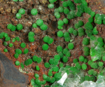 Cuprian Austinite, Conicalcite, Ojuela Mine, Mapim�, Durango, Mexico