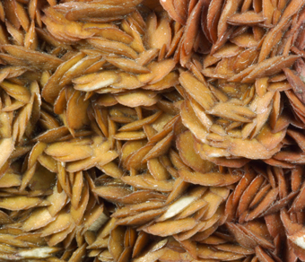 Siderite - Brosso Mine, Brosso - Piedmont, Italy