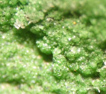 Tangeite, La Cumbre mine, Atacama Region, Chile