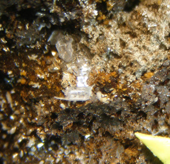 Iodargirite, Silver, Broken Hill, New South Wales, Australia