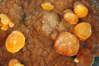Aragonite - Trompia Valley, Lombardy, Italy