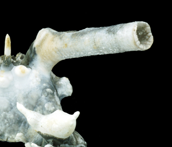 Aragonite var. Flos Ferry, Trompia Valley, Lombardy, Italy