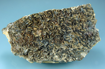 Siderite - Brosso Mine, Brosso - Piedmont, Italy