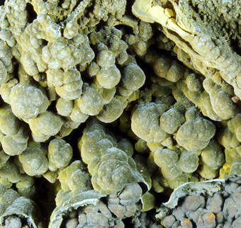 Mottramite - Ojuela mine, Mapim�, Durango, Mexico.