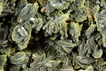 Mottramite and Descloizite, Ojuela mine, Mapim�, Durango, Mexico.