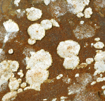 Dawsonite- Santa Fiora, Amiata Mt. - Italy