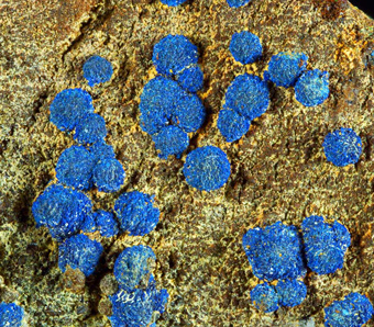 Azurite on limonite - Ferriere, Nure valley, Emilia Romagna, Italy