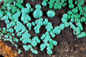 Malachite and Chrysocolla - Monte Bocciarda, Piedmont, Italy