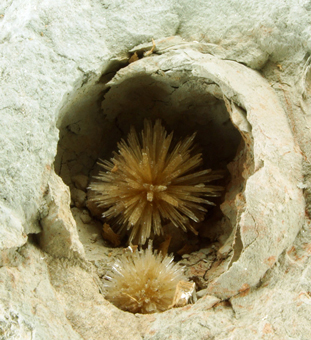 Aragonite - Pantoja, Toledo, Castile-La Mancha, Spain