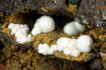Hydrozincite on limonite - San Valentin mine, La Uni�n, Murcia, Spain