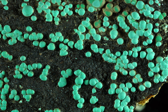 Malachite and Chrysocolla - Monte Bocciarda, Piedmont, Italy