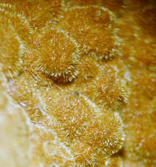 Karibibite - Oumlil mine, Bou Azzer District - Morocco