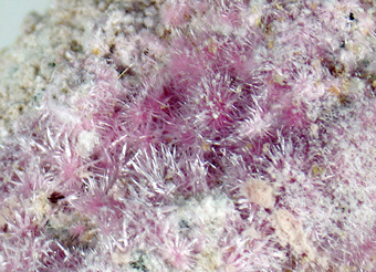 Bieberite, Kottigite, Erythrite - Svornost mine, J�chymov, Czech Republic