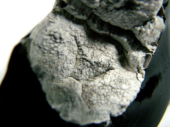 Cristobalite and Fayalite in Obsidian - Cougar Butte occurrence (Canyon Butte; Couger Butte), Cougar Butte, Cascade Range, Siskiyou Co., California, USA