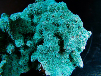 Chrysocolla ps on Azurite ps on Malachite - Lupoto mine, Lubumbashi (Elizabethville), Katanga Copper Crescent, Katanga (Shaba), Democratic Republic of Congo (Za�re)