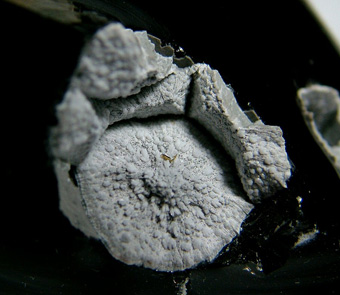 Fayalite on Cristobalite in Obsidian - Cougar Butte occurrence (Canyon Butte; Couger Butte), Cougar Butte, Cascade Range, Siskiyou Co., California, USA