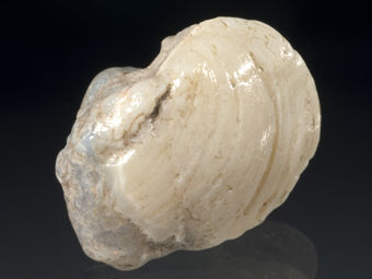 Opalized clam - Coober Pedy, South Australia, Australia