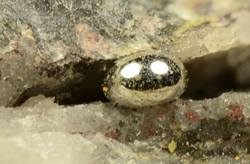 Mercury - Levigliani mine, Stazzema, Apuan Alps, Lucca Province, Tuscany, Italy