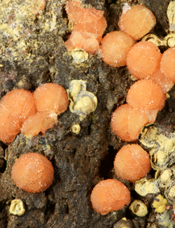 Phillipsite - Ronca, Verona Province, Veneto, Italy