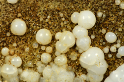 Opal - Case Montanini quarry, Sant'Andrea Bagni, Medesano, Parma Province, Emilia-Romagna, Italy