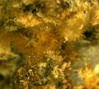 Cervantite - Le Cetine di Cotorniano mine - Chiusdino - Siena prov. - Tuscany - Italy