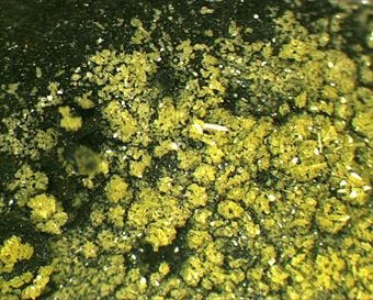 Challacolloite and pickeringite - La Fossa crater - Vulcano Island - Lipari - Eolie Islands - Messina prov. - Sicily - Italy