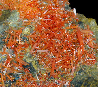 Crocoite - Adelaide mine - Dundas mineral field - Zeehan distr. - Tasmania - Australia