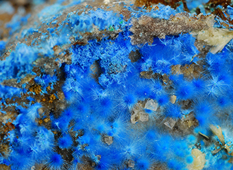 Cyanotrichite - Qinglong Sb-Au deposit - Qinglong Co. - Qianxi'nan Autonomous pref. - Guizhou prov. - China