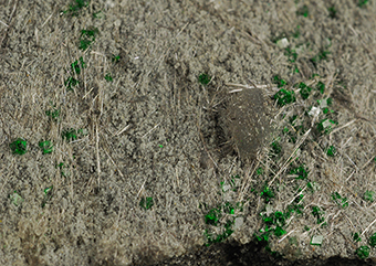 Shuiskite and uvarovite - Saranovskii mine - Saranovskaya Village - Gornozavodskii area - Permskaya Oblast' - Middle Urals - Urals Region - Russia