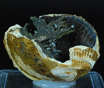 Vivianite in fossil shell -  Kamysh-Burun Trough - Kerchenskoe deposit - Kerchenskyi (Fe) ore basin - Kerch Peninsula - Crimea - Russia