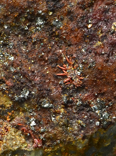 Bendadaite - Veta Negra Mine, Pampa Larga district, Tierra Amarilla, Copiap� Province, Atacama Region, Chile (Co-Type Locality)