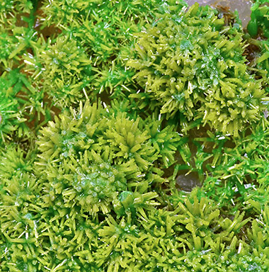 Pyromorphite - Bwlch Glas Mine, Talybont, Ceulanymaesmawr, Ceredigion, Wales, UK