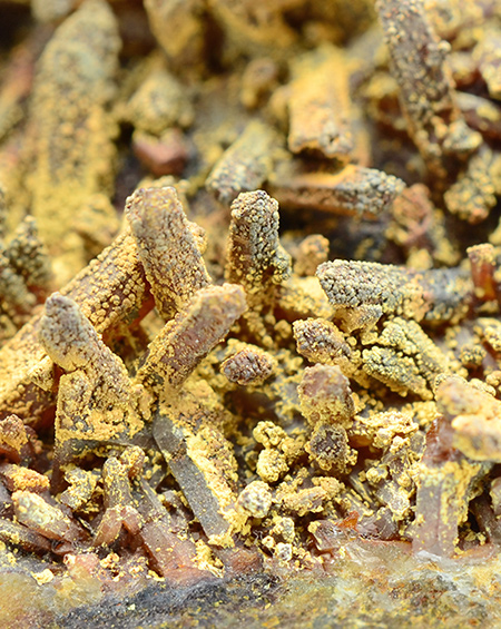 Cacoxenite - Capoterra, Cagliari, Sardegna, Italy