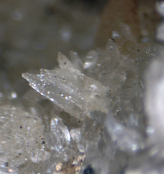 Cuspidine - Parco Chigi, Ariccia, Alban Hills, Lazio, Italy