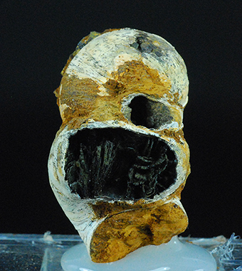 Vivianite in fossil shell -  Kamysh-Burun Trough - Kerchenskoe deposit - Kerchenskyi (Fe) ore basin - Kerch Peninsula - Crimea - Russia