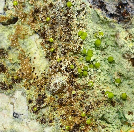 Hectsbergite with Eulytine - Hechtsberg quarry, Hausach, Black Forest, Baden-W�rttemberg, Germany (Type Locality)