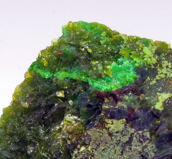 Pecoraite - Otway Ni deposit, Nullagine, East Pilbara Shire, Western Australia, Australia