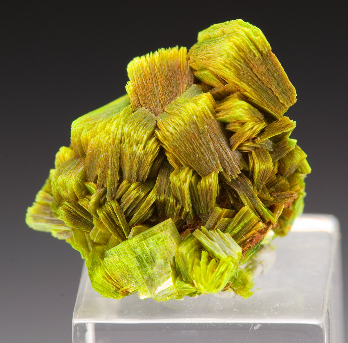 Metaautunite - Steinbruck Streuberg - Bergen (Vogtl.) - Germany