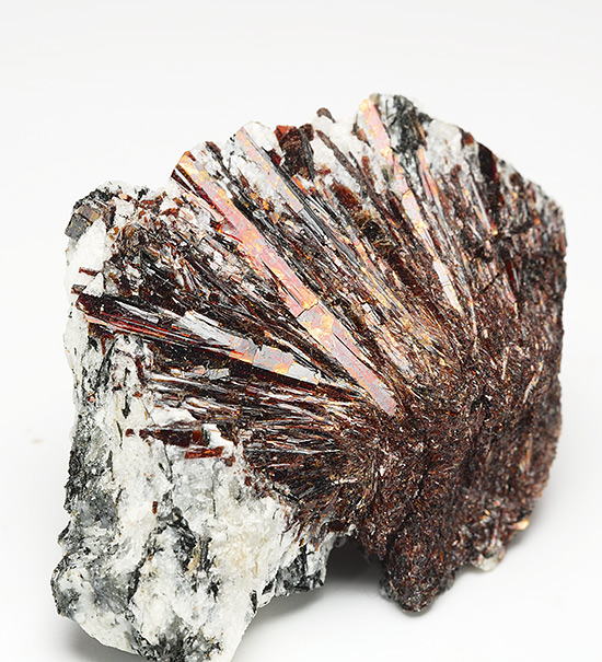 Astrophyllite - Khibiny Massif - Kola Peninsula - Murmanskaja Oblast' - Northern Region - Russia