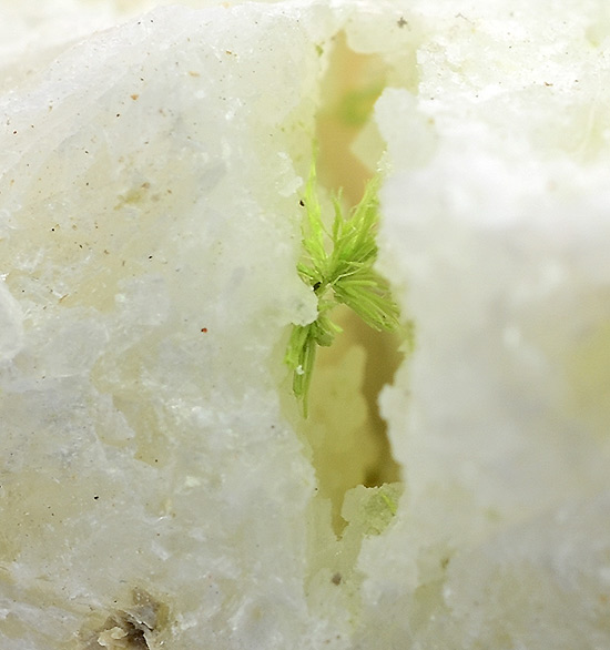 Jamborite - Ca' dei Ladri, Emilia-Romagna, Italy (TL)