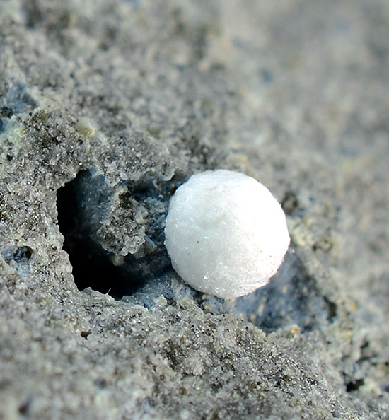 Kimuraite-(Y) - Mitsukoshi,  Hizen-cho,  Higashi-Matsuura-gun, Saga Prefecture,  Kyushu Region,  Japan