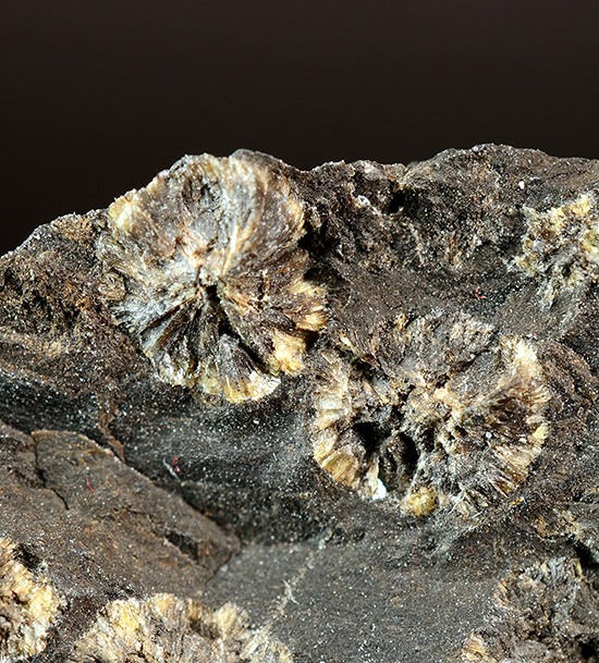 Messelite - Named in 1889 by Wilhelm Muthmann after the type locality at Messel, Hessen, Germany. (Type Locality)