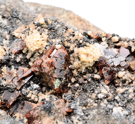 Helvine - H�rtekollen, Sylling, Buskerud, Norway